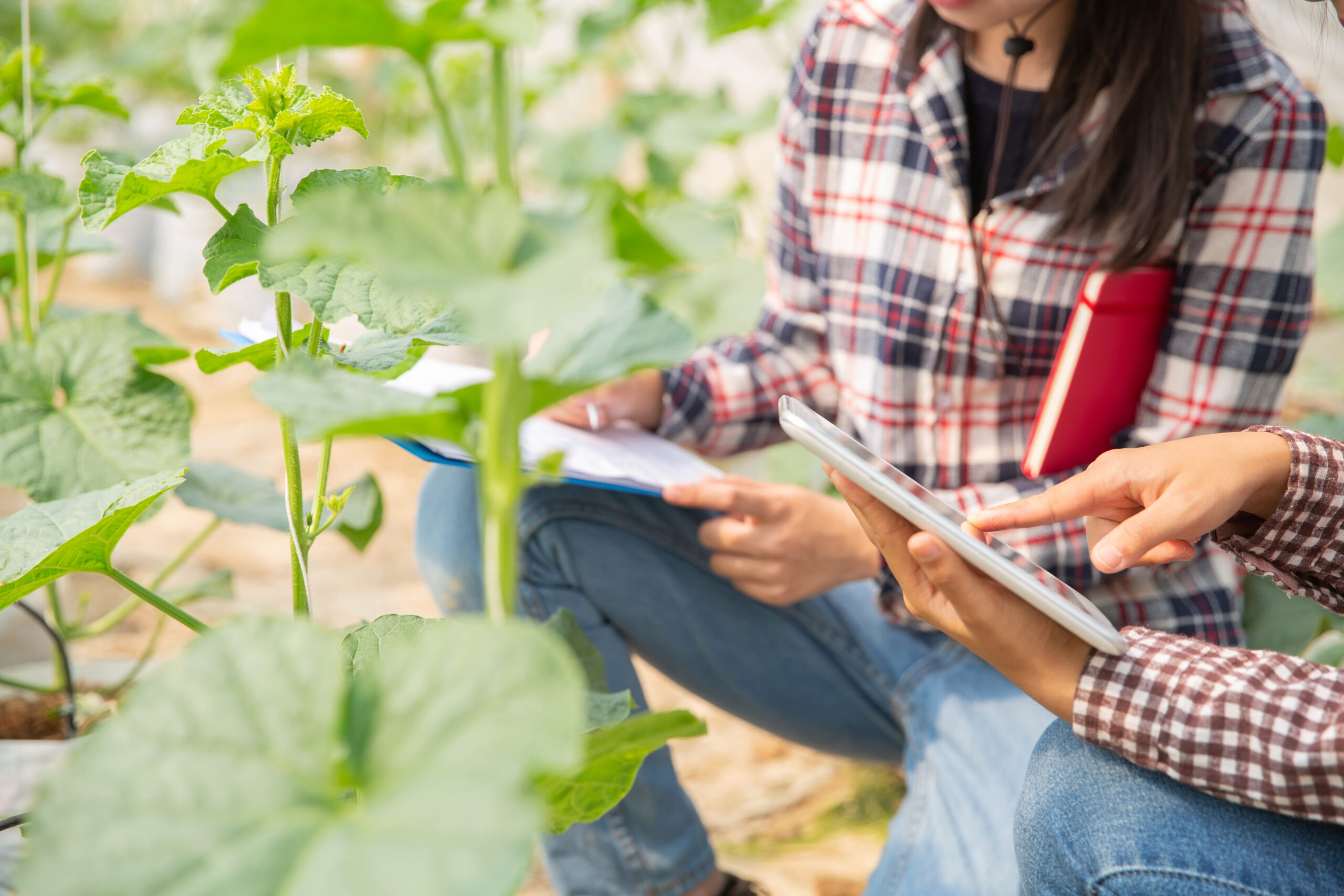 The agronomist examines the growing melon seedlings on the farm,